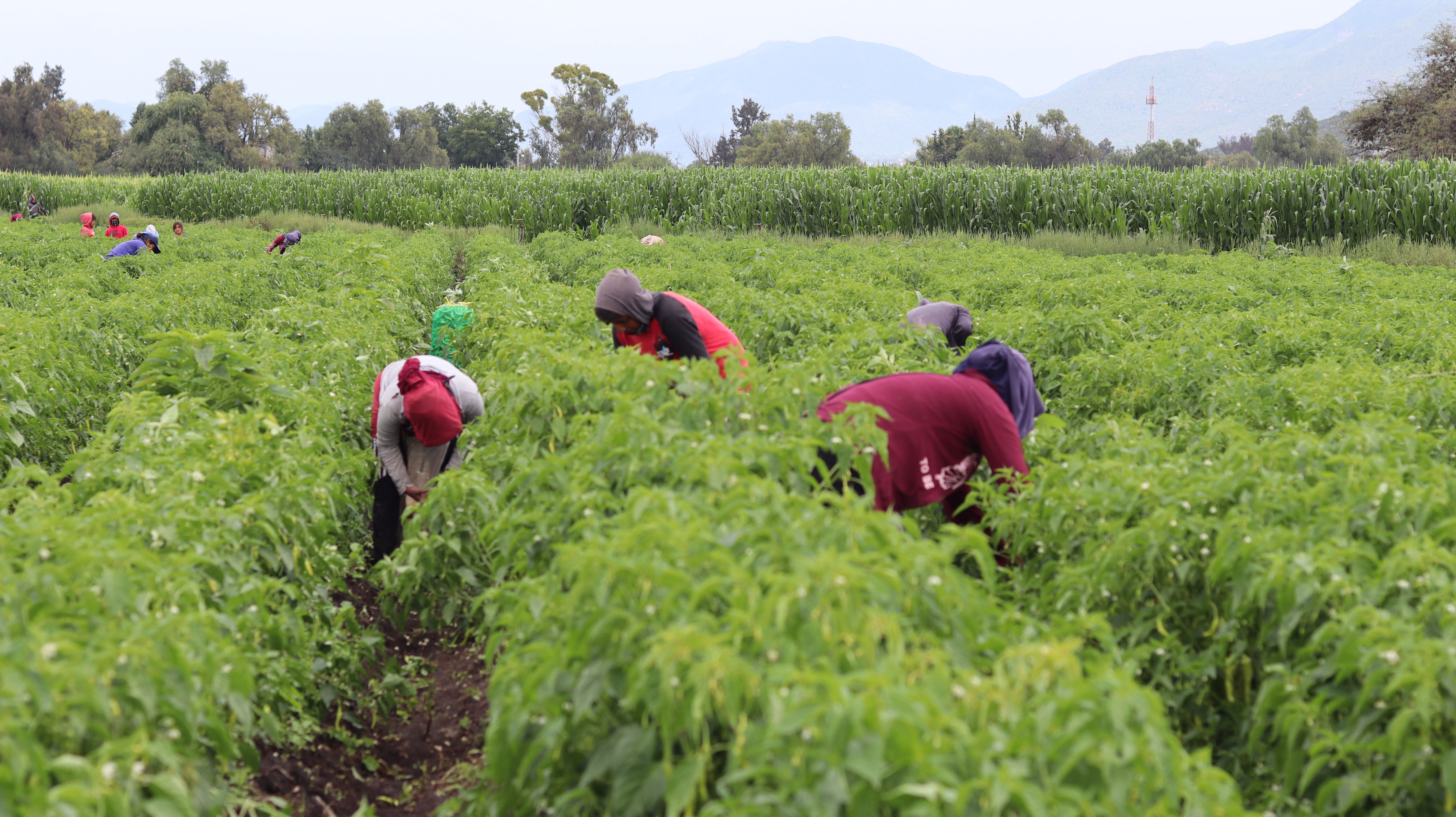 UPLAPH impulsa proyectos estratégicos para fortalecer el campo en el Valle del Mezquital