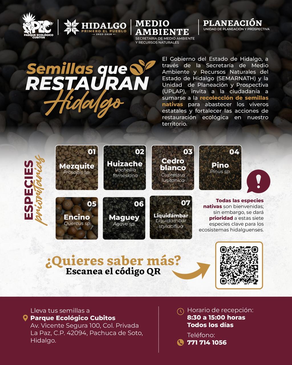 Invitan a participar en colecta de semillas para fortalecer la reforestación y restauración ambiental en Hidalgo