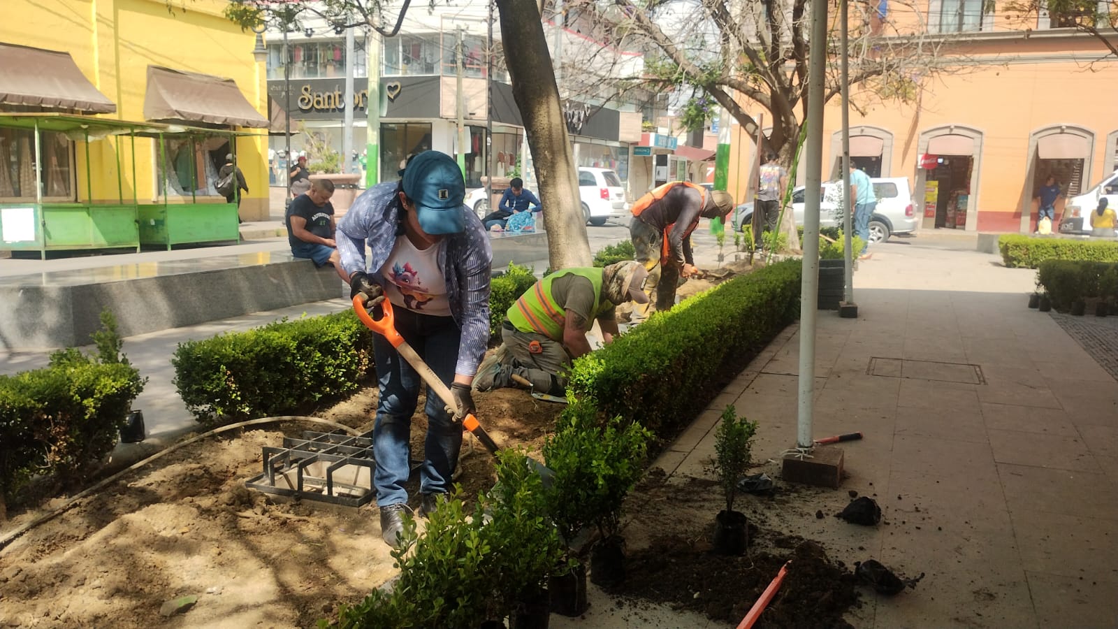 Tulancingo fortalecerá acciones de reforestación con la plantación de 10 mil 625 especies polinizadoras